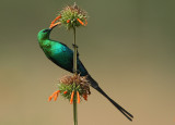 Mount Kenya Birds (including those seen at Ol Pejeta conservancy)