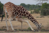 Reticulated Giraffe ( Giraffa camelopardalis reticulata) drinking