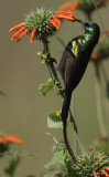 Bronze Sunbird (Nectarinia kilimensis)