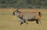 Common Eland (Taurotragus oryx) Bull