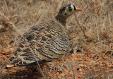 Lichtensteins Sandgrouse (Pterocles lichtensteinii) male