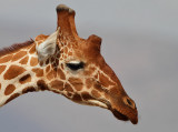 Reticulated Giraffe ( Giraffa camelopardalis reticulata) male headshot