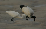 Dimorphic Egret  & Sacred Ibis