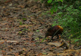 Golden-rumped Sengi foraging