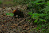 Golden-rumped Sengi foraging