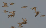 Sandplovers in flight