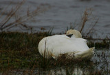 Mute Swan snoozing