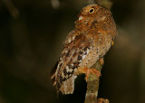 Sokoke Forest Birds