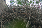 Crowned Eagle nest
