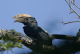 Silvery-cheeked Hornbill (Bycanistes brevis) male