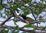 Clarkes Weaver male