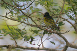 Clarkes Weaver male -wingpanel view