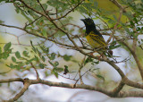 Clarkes Weaver (subadult male or moult?)