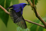 Purple Honeycreeper (Cyanerpes caeruleus) male