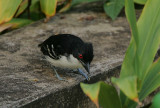 Great Antshrike (Taraba major) male
