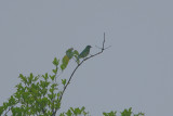 Swallow-Tanager (Tersina viridis)
