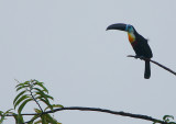 Channel-billed Toucan (Ramphastos vitellinus)