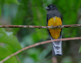 White-tailed Trogon (Trogon viridis) female