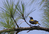 Yellow-rumped Cacique (Cacicus cela)