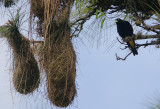 Yellow-rumped Cacique (Cacicus cela)