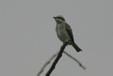 Piratic Flycatcher (Legatus leucophaius)