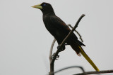 Crested Oropendola (Psarocolius decumanus)