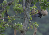 Crested Oropendola (Psarocolius decumanus) displaying