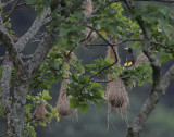Crested Oropendola (Psarocolius decumanus) nests