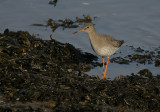 Redshank on the shoreline