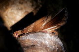 Oilbird (Steatornis caripensis)
