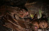 Oilbirds (Steatornis caripensis)