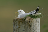 Common Gull on nest