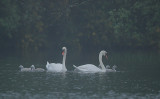 Mute Swan family