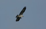 Osprey with fish