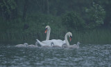 Mute Swan family