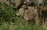 Pheasant female 