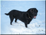 Mia in the snow.