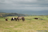 Black Mountain Ponies.