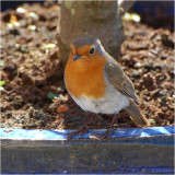 Robin in plant pot.