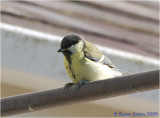 Young Great Tit.