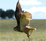 Eagle Owl in flight 2.