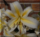 Day Lily - Yellow.