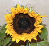 Sunflower.