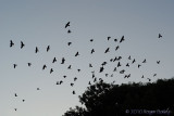 Rooks returning to the Rookery at night.
