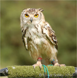 Eagle Owl 2.