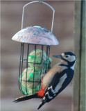 Great-spotted Woodpecker. (female)