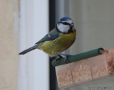 Blue Tit.