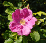 Dog Rose in the hedgerow.