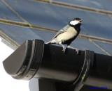 Great Tit in full song