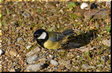 Great Tit.